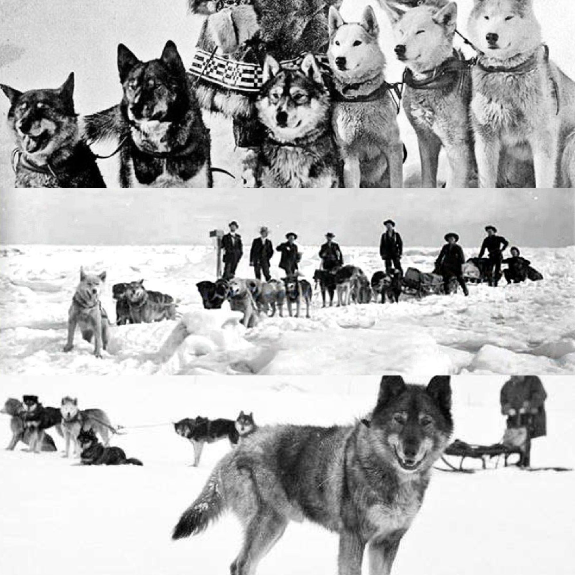pes Balto